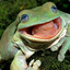 frog pleyer