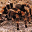 TarantulaGary2001