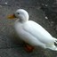 Duck Sauce