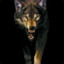 Kasten | Wolf