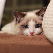 斗鱼：6542543   初雨