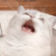 고양이