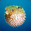 Avarinus #Pufferfish