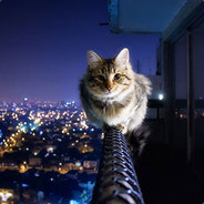 cat-