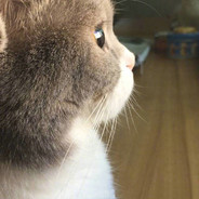 一个猫猫头上线了