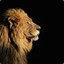 &gt;LionKing&lt;