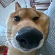 枪马人亡小太阳