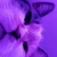 ♡ 𝓚𝓻𝓲𝓼𝓽𝓮𝓷