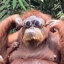 Orangutan