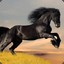 black demon4442