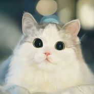 まるねこ