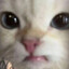 Capitã Meow