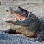 Сrocodile
