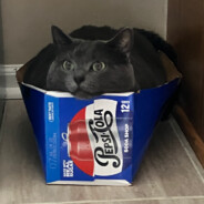 dr fresh toast