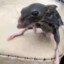 rat