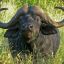 buffalo_soldier