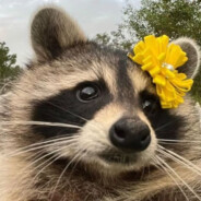 a pretty raccoon