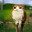 Meowl