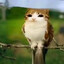 Meowl