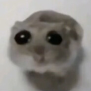 hamster