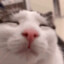 antongolodetskii