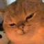 OrangeCat