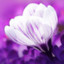 VioletAmethyst