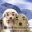 PERRO SECSO