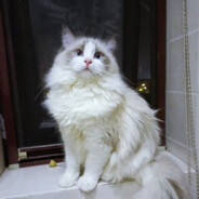 翻斗花园突击手壮壮爹