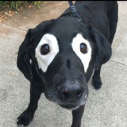 宇宙超级无敌老黑狗