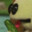 PEEPO