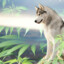 Husky WEED