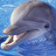jewishdolphin