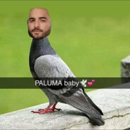 Paluma Baby