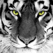 White Tigris
