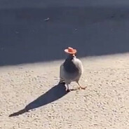 guckie