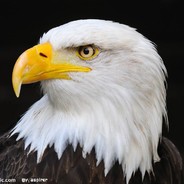 老夫乃是座山雕