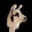 llama