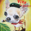 Che Chihuahua
