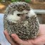 Hedgehog