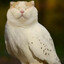 Small_Q
