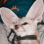 MapleFox