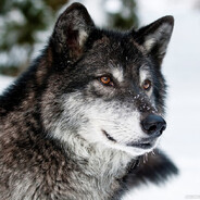 Cлава ¹ ⁷ ⁸ Rus ✓