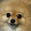 Overbite doggo
