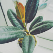 别打游戏吃饭啦