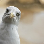 AbundantSeagulls