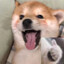 MIKEo_o