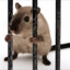 kelie rat in prison