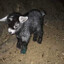 TheBlackGoats_TTV
