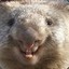 Constipated Wombat